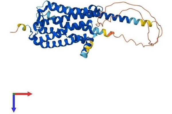 GPR84 Protein (AA 1-396) (His tag)