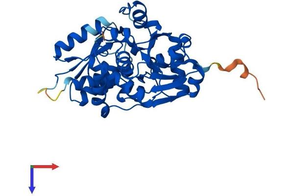 SRR Protein (AA 1-340) (His tag)
