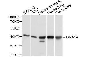 Western Blotting (WB) image for anti-Guanine Nucleotide Binding Protein (G Protein), alpha 14 (GNa14) (AA 40-350) antibody (ABIN6141196)