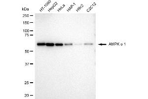 Western blotting analysis using AMPK alpha 1 antibody (ABIN7800007). (Rekombinanter PRKAA1 Antikörper)
