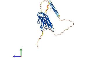 Protein Structure (PS) image for Tumor Necrosis Factor (Ligand) Superfamily, Member 13b (TNFSF13B) (AA 1-309) protein (His tag) (ABIN7556266)
