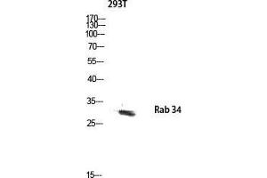 Western Blot (WB) analysis of 293T lysis using Rab 34 antibody. (RAB34 Antikörper  (C-Term))