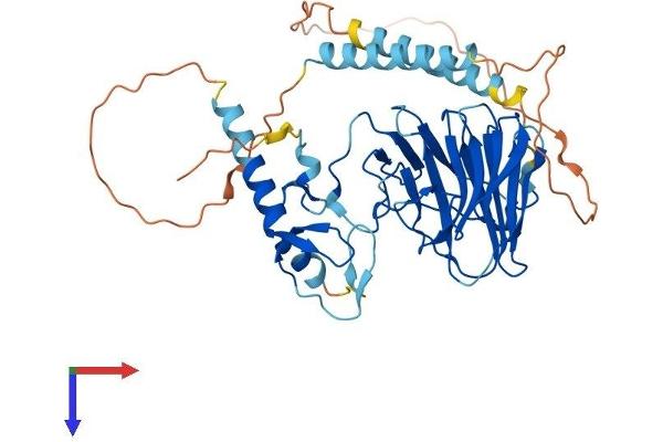 RNF135 Protein (AA 1-432) (His tag)