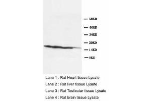 Image no. 1 for anti-Lymphocyte Antigen 6 Complex, Locus A (Ly6a) (AA 91-108) antibody (ABIN1491709) (Sca-1/Ly-6A/E Antikörper  (AA 91-108))