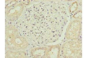 Immunohistochemistry of paraffin-embedded human kidney tissue using ABIN7164439 at dilution of 1:100 (Midline 2 Antikörper  (AA 506-735))