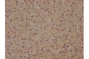IHC image of ABIN7153189 diluted at 1:400 and staining in paraffin-embedded human adrenal gland tissue performed on a Leica BondTM system. (FZD7 Antikörper  (AA 161-239))