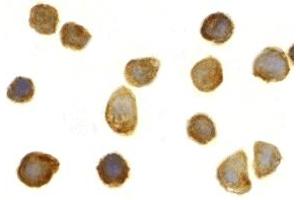 Immunohistochemistry (IHC) image for anti-Toll Interacting Protein (TOLLIP) (C-Term) antibody (ABIN1030762) (TOLLIP Antikörper  (C-Term))