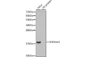 Western blot analysis of extracts of various cell lines using MonoMethyl-Histone H3-K9 Polyclonal Antibody. (Histone 3 Antikörper  (meLys9))