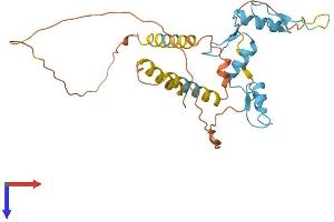 KLF6 Protein (AA 1-283) (His tag)
