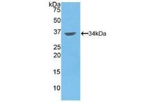 Detection of Recombinant MMP7, Human using Polyclonal Antibody to Matrix Metalloproteinase 7 (MMP7) (MMP7 Antikörper  (AA 1-267))