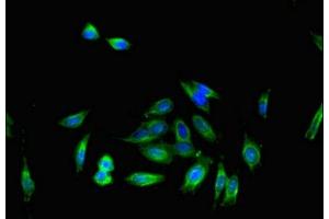 Immunofluorescent analysis of Hela cells using ABIN7164297 at dilution of 1:100 and Alexa Fluor 488-congugated AffiniPure Goat Anti-Rabbit IgG(H+L) (IL16 Antikörper  (AA 1-81))
