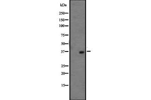 Western blot analysis of OR1L3 expression in HepG2 cell lysate ;,The lane on the left is treated with the antigen-specific peptide. (OR1L3 Antikörper  (C-Term))