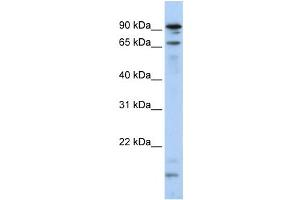 Western Blotting (WB) image for anti-Male-Specific Lethal 2 Homolog (MSL2) antibody (ABIN2458724)
