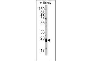 Western blot analysis of anti-hCLDN1-Loop2 Pab in mouse kidney tissue lysates (35ug/lane). (Claudin 1 Antikörper  (Loop 2))