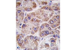 Immunohistochemistry (IHC) image for anti-Farnesyl Diphosphate Synthase (FDPS) antibody (ABIN3001523) (FDPS Antikörper)
