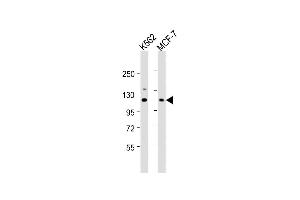 All lanes : Anti-EIF3CL Antibody (N-term) at 1:1000 dilution Lane 1: K562 whole cell lysate Lane 2: MCF-7 whole cell lysate Lysates/proteins at 20 μg per lane. (EIF3CL Antikörper  (N-Term))