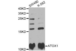 Western blot analysis of extracts of various cell lines, using ATOX1 Antibody (ABIN2561279) at 1:1000 dilution. (ATOX1 Antikörper)