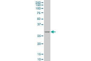 MESP1 monoclonal antibody (M09), clone 4B4 Western Blot analysis of MESP1 expression in COLO 320 HSR . (MESP1 Antikörper  (AA 1-63))