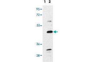 Western blot analysis of BMP7 polyclonal antibody . (BMP7 Antikörper  (N-Term))
