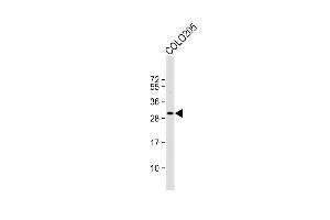 Anti-CCD Antibody (C-term) at 1:1000 dilution + COL whole cell lysate Lysates/proteins at 20 μg per lane. (CCDC117 Antikörper  (C-Term))