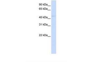 Image no. 1 for anti-Zinc Finger, DHHC-Type Containing 16 (ZDHHC16) (AA 290-339) antibody (ABIN6738667) (ZDHHC16 Antikörper  (AA 290-339))