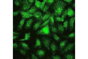 IF analysis of PTBP2 using anti-PTBP2 antibody (ABIN7599452).