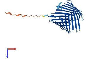 TOMM40L Protein (AA 1-308) (His tag)