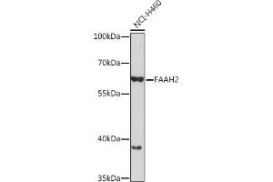 Western blot analysis of extracts of NCI-H460 cells, using F Rabbit pAb (ABIN7267149) at 1:1000 dilution. (FAAH2 Antikörper)