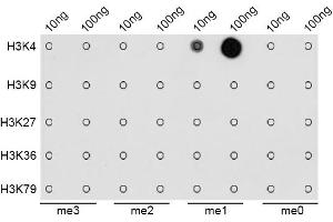Dot-blot analysis of all sorts of methylation peptides using MonoMethyl-Histone H3-K4 antibody (ABIN1872994). (Histone 3 Antikörper  (H3K4me))