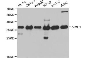 Western Blotting (WB) image for anti-Aminoacyl tRNA Synthetase Complex-Interacting Multifunctional Protein 1 (AIMP1) antibody (ABIN1876489)