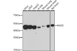 Western blot analysis of extracts of various cell lines, using NUDC Rabbit mAb (ABIN7269066) at 1:1000 dilution. (NUDC Antikörper)