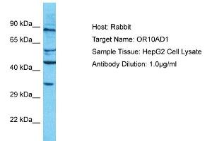 Host: Rabbit Target Name: OR10AD1 Sample Type: HepG2 Whole Cell lysates Antibody Dilution: 1. (OR10AD1 Antikörper  (C-Term))