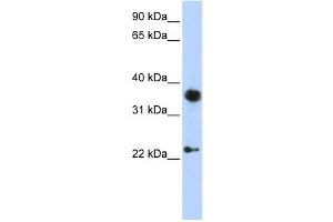Western Blotting (WB) image for anti-Engrailed Homeobox 1 (EN1) antibody (ABIN2460136) (EN1 Antikörper)