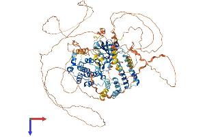 AlphaFold protein structure predicition of Mouse Recombinant Lats2 Protein, UniprotID Q7TSJ6 (LATS2 Protein (AA 1-1042) (His tag))