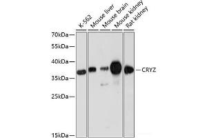 Western blot analysis of extracts of various cell lines using CRYZ Polyclonal Antibody at dilution of 1:3000. (CRYZ Antikörper)
