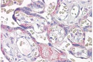 Anti-VPS41 antibody IHC staining of human placenta. (VPS41 Antikörper  (AA 499-512))