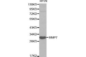 Western blot analysis of HT29 cell lysate using MMP7 antibody. (MMP7 Antikörper  (AA 18-267))