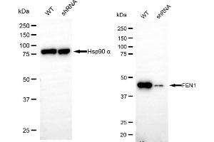 Western blotting analysis using FEN1 antibody (ABIN7798627). (Rekombinanter FEN1 Antikörper)