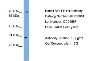 WB Suggested Anti-PHYH  Antibody Titration: 0. (PHYH Antikörper  (N-Term))