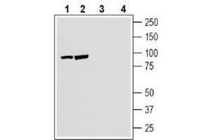 Western blot analysis of human SH-SY5Y neuroblastoma cell line lysate (lanes 1 and 3) and human Jurkat T-cell leukemia cell line lysate (lanes 2 and 4):1-2.