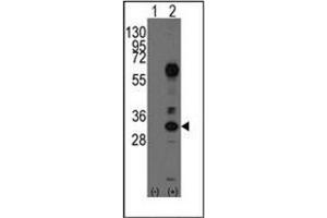 Image no. 1 for anti-CD8 (CD8) (AA 66-96), (N-Term) antibody (ABIN356887) (CD8 Antikörper  (N-Term))