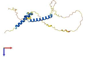 Mesogenin 1 Protein (MSGN1) (AA 1-193) (His tag)