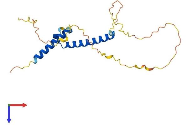 Mesogenin 1 Protein (MSGN1) (AA 1-193) (His tag)