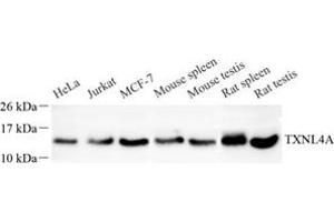Western blot analysis of TXNL4A (ABIN7075888) at dilution of 1: 200 (TXNL4A Antikörper)