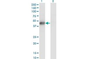Western Blotting (WB) image for anti-MAP Kinase Interacting serine/threonine Kinase 2 (MKNK2) (AA 1-158) antibody (ABIN516167)