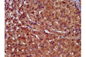 IHC image of ABIN7155077 diluted at 1:400 and staining in paraffin-embedded human adrenal gland tissue performed on a Leica BondTM system. (HPS6 Antikörper  (AA 221-319))