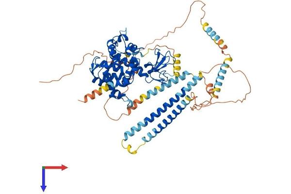 Dystrobrevin beta Protein (AA 1-659) (His tag)