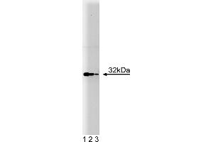Western Blotting (WB) image for anti-Heme Oxygenase (Decycling) 1 (HMOX1) (AA 150-286) antibody (ABIN968130)