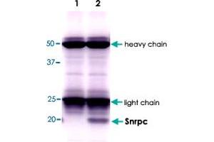 Immunoprecipitation of Snrpc with Snrpc monoclonal antibody, clone 4H12 . (SNRPC Antikörper)