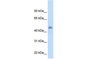 Western Blotting (WB) image for anti-Cytochrome P450, Family 3, Subfamily A, Polypeptide 7 (CYP3A7) (Middle Region) antibody (ABIN2776998)